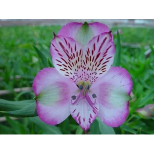 Марбелла Марбелла